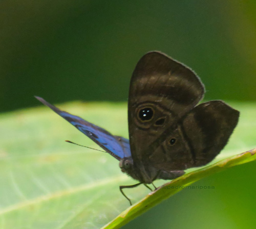 Mesosemia messeis ssp. amona (Hewitson, 1876). Rio Tunki 1740m., Caranavi Highlands, Yungas, Bolivia january 23, 2023. Photographer; Peter Mllmann. 