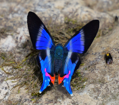 Rhetus dysonii ssp. pseca (Sauders, 1850) Dyson's Blue Doctor. Rio Tunki 1740m., Caranavi Highlands, Yungas, Bolivia january 16, 2023. Photographer; Peter Mllmann. 