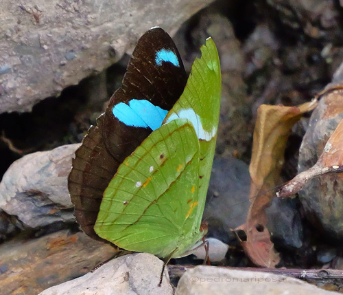 Nessaea sp.? female.  Rio Broncini, Caranavi Valley, Yungas, Bolivia january 18, 2023. Photographer; Peter Mllmann. ID by Gottfried Siebel