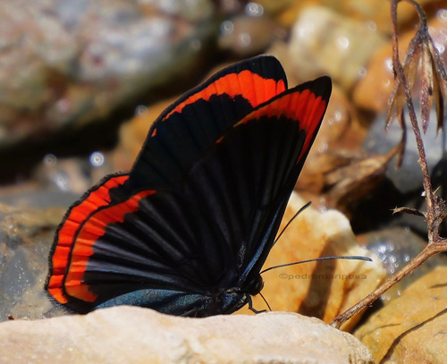 Lyropteryx terpsichore (Westwood, 1851) Black-rayed Metalmark female. Rio Tunki 1740m., Caranavi Highlands, Yungas, Bolivia january 16, 2023. Photographer; Peter Møllmann.