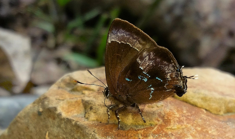 Ocaria clepsydra (H. Druce, 1907). Rio Tunki 1740m., Caranavi Highlands, Yungas, Bolivia january 16, 2023. Photographer; Peter Mllmann. 