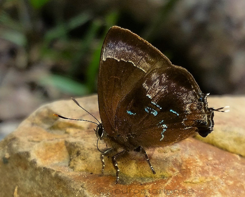 Ocaria clepsydra (H. Druce, 1907). Rio Tunki 1740m., Caranavi Highlands, Yungas, Bolivia january 16, 2023. Photographer; Peter Møllmann.
