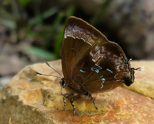 Ocaria clepsydra (H. Druce, 1907). Rio Tunki 1740m., Caranavi Highlands, Yungas, Bolivia january 16, 2023. Photographer; Peter Mllmann. 