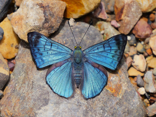Lasaia kennethi (Weeks, 1901) Kenneth's Sapphire. Rio Tunki 1740m., Caranavi Highlands, Yungas, Bolivia january 16, 2023. Photographer; Peter Møllmann.