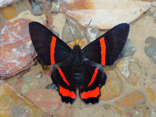 Ancyluris mira (Hewitson, 1874). Rio Tunki 1740m., Caranavi Highlands, Yungas, Bolivia january 16, 2023. Photographer; Peter Møllmann.
