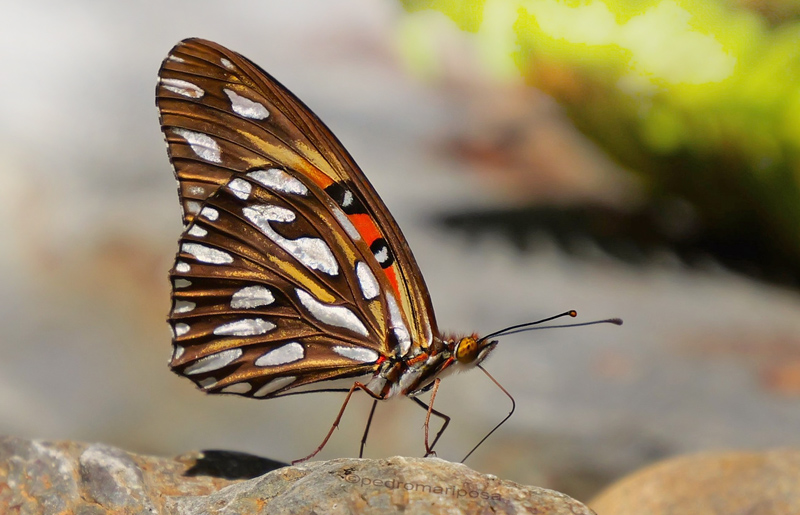 Agraulis vanillae ssp. maculosa (Stichel, 1908) gulf fritillary or passion butterfly. Caranavi, Yungas, Bolivia january 11, 2023. Photographer; Peter Møllmann