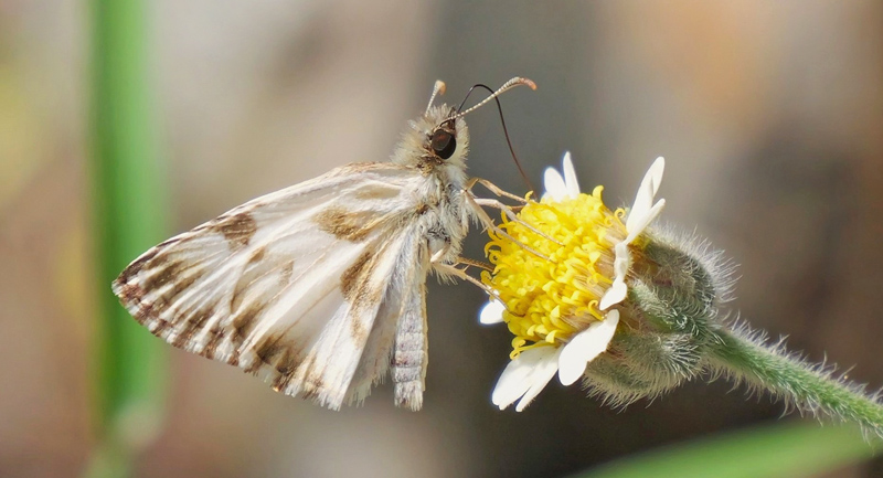 Heliopetes omrina (A. Butler, 1870) Stained White-Skipper male. Rio Broncini, Caranavi Valley, Yungas, Bolivia january 6, 2023. Photographer; Peter Mllmann