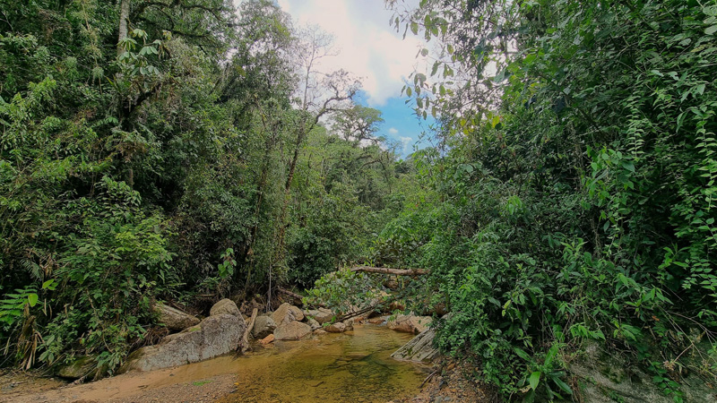 Rio Tunki 1740m., Caranavi Highlands, Yungas, Bolivia january 16, 2023. Photographer; Peter Mllmann. 