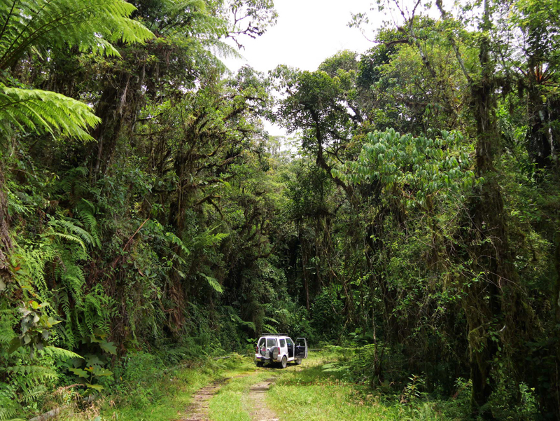 Cloudforest location near Incacacha 2460m., halfway between Villa Tunari and Cochabamba, Cochabamba Dep. Bolivia february 9, 2023. Photographer; Peter Mllmann