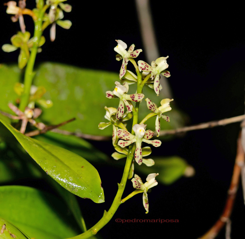 Local orchid as Hotel owner called it: Prosthechea vespa ((Vell.) W.E.Higgins 1998) from the garden of my hotel near Villa Tunari, Cochabamba Dep., Bolivia february 8, 2023. Photographer; Peter Mllmann