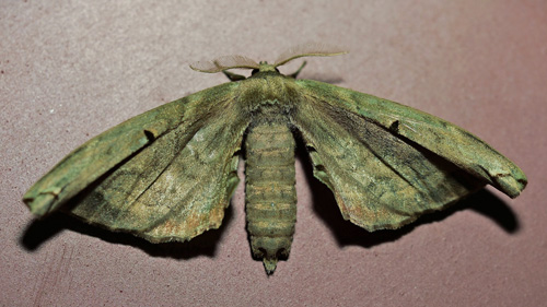 Rolepa sp. (Walker, 1855). Family: Phiditiidae, Folding Wings moths. Superfamily Bombycoidea. Caranavi, Yungas, Bolivia january 26, 2023. Photographer; Peter Møllmann.
