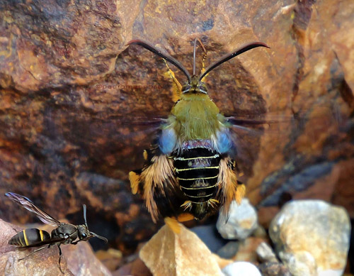 Melittia species? A genus in the family Sesiidae. Rio Tunki 1740m., Caranavi Highlands, Yungas, Bolivia march 8, 2023. Photographer; Peter Mllmann