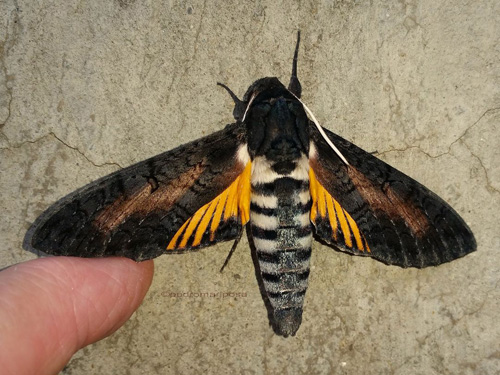 Isognathus caricae (Linnaeus, 1758) male. Caranavi, Yungas, Bolivia january 28, 2023. Photographer; Peter Møllmann.
