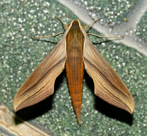 Xylophanes tersa (Linnaeus, 1771) . Caranavi, Yungas, Bolivia january 31, 2023. Photographer; Peter Mllmann.