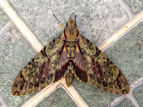 Long Proboscis Hawkmoth, Amphimoea walkeri (Boisduval, 1875). Caranavi, Yungas, Bolivia february 3, 2023. Photographer; Peter Møllmann