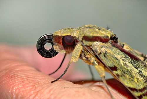 Long Proboscis Hawkmoth, Amphimoea walkeri (Boisduval, 1875). Caranavi, Yungas, Bolivia february 3, 2023. Photographer; Peter Møllmann