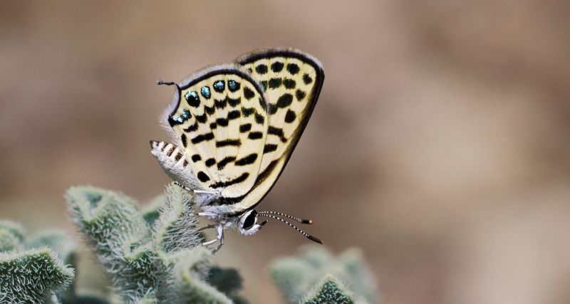 Tigerblfugl, Tarucus theophrastus. Almeria, Andalucien, Spanien d. 3 maj 2023. Fotograf; Gran Hellman