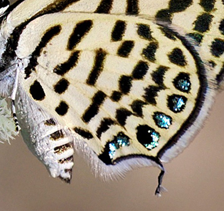 Tigerblfugl, Tarucus theophrastus. Almeria, Andalucien, Spanien d. 3 maj 2023. Fotograf; Gran Hellman