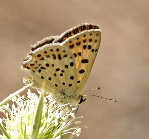 Spansk Ildfugl, Lycaena bleusei  hun. Rambla, Albarracin, Teruel, Spanien d. 31 juli 2023. Fotograf; John Vergo