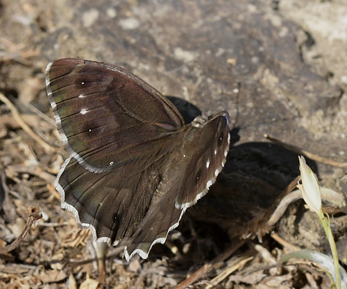 Stregrandje, Hipparchia fidia. Rambla, Albarracin, Aragon, Spanien d. 31 juli 2023. Fotograf; John Vergo