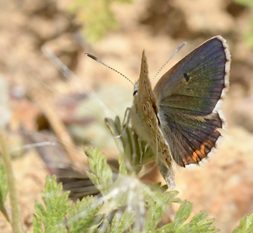 Spansk Brun Blfugl, Aricia morronensis spp. morronensis (Ribbe, 1910). Puerto de El Portillo 1790m., Teruel,, Spanien d. 2 august 2023. Fotograf; John Vergo