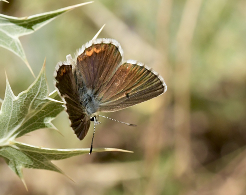 Spansk Brun Blfugl, Aricia morronensis spp. morronensis (Ribbe, 1910). Puerto de El Portillo 1790m., Teruel,, Spanien d. 2 august 2023. Fotograf; John Vergo