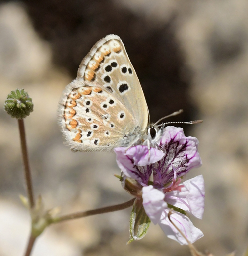 Spansk Brun Blfugl, Aricia morronensis spp. morronensis (Ribbe, 1910). Puerto de El Portillo 1790m., Teruel,, Spanien d. 2 august 2023. Fotograf; John Vergo