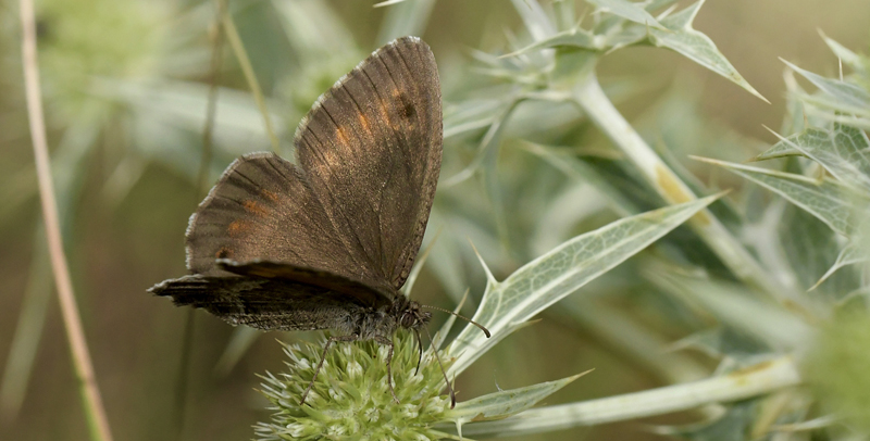 Falsk Sandrandøje, Arethusana arethusa. Moscardón, Teruel, Spanien d. 3 august 2023. Fotograf; John Vergo