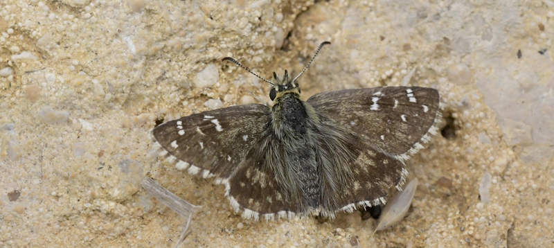 Soljebredpande, Pyrgus alveus. Moscardn, Teruel, Spanien d. 3 august 2023. Fotograf; John Vergo