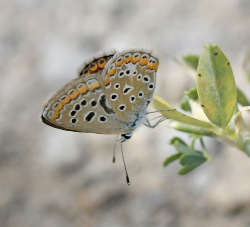 Provene Slvblfugl, Lysandra hispana hun f. sagitata. Moscardn, Teruel, Spanien d. 3. august 2023. Fotograf; John Vergo