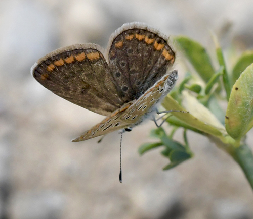 Provene Slvblfugl, Lysandra hispana hun f. sagitata. Moscardn, Teruel, Spanien d. 3. august 2023. Fotograf; John Vergo