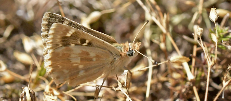 Mosaikbredpande, Muschampia proto (Oschenheimer, 1808). El Valle Cillo, Aragon, Spanien d. 4 august 2023. Fotograf; John Vergo