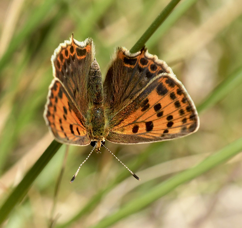 Spansk Ildfugl, Lycaena bleusei  hun.Moscardon, Teruel, Spanien d. 4 august 2023. Fotograf; John Vergo