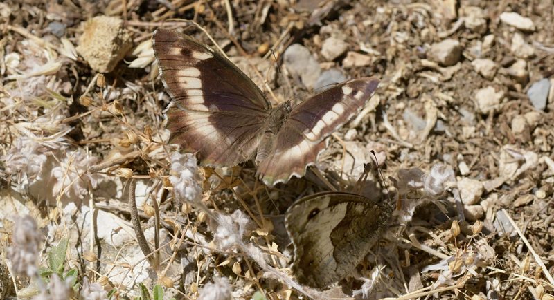 Klipperandøje, Hipparchia alcyone han og hun. Moscardón, Teruel, Spanien d. 3. august 2023. Fotograf; John Vergo