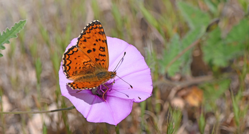 Sydvestlig Pletvinge, Melitaea aetherie han på Stokrosebladet Snerle, Convolvulus althaeoides. Sydvestlig Algarve, Portugal d. 10 april 2023. Fotograf; Jesper Rye Rasmussen