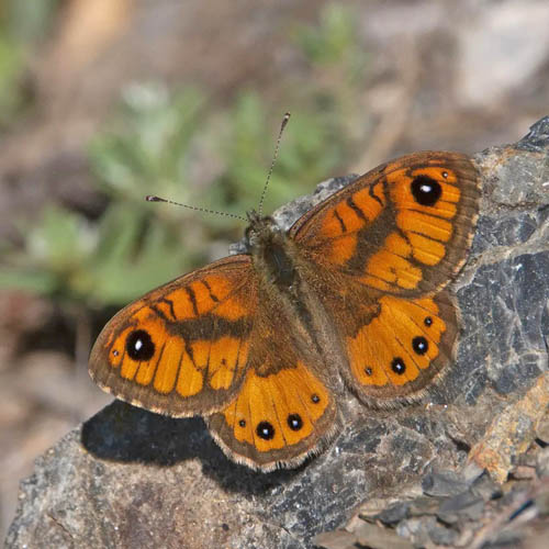 Korsikansk Vejrandje, Lasiommata paramegera. Korsika primo maj 2023. Fotograf; Pav Johnsson