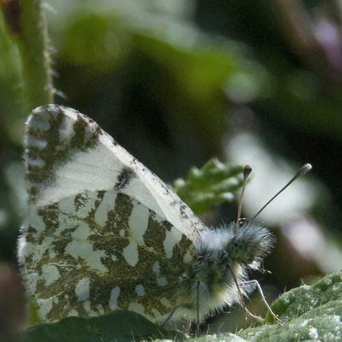 Tyrrhensk Plethvidvinge, Euchloe insularis. Korsika primo maj 2023. Fotograf; Pav Johnsson