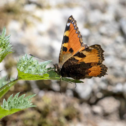 Korsikansk Takvinge. Aglais ichnusa. Korsika primo maj 2023. Fotograf; Jan Henriksson