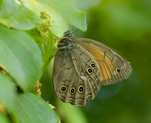 Reliefrandje, Kirinia roxelana. Akritochorion, Lake Kerkini, Makedonien, Grkenland d. 7 juni 2023. Fotograf; John Vergo