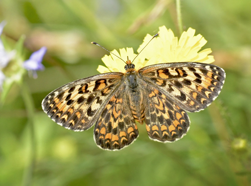 Lille Pletvinge, Melitaea trivia hun. Akritochorion, Makedonien, Grkenland d. 7 juni 2023. Fotograf; John Vergo