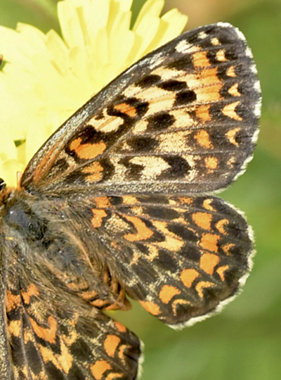 Lille Pletvinge, Melitaea trivia hun. Akritochorion, Makedonien, Grkenland d. 7 juni 2023. Fotograf; John Vergo