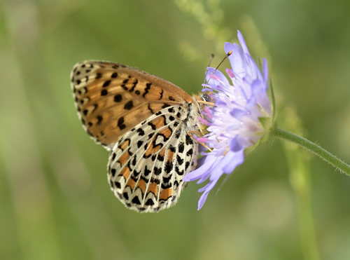 Lille Pletvinge, Melitaea trivia hun. Akritochorion, Makedonien, Grkenland d. 7 juni 2023. Fotograf; John Vergo