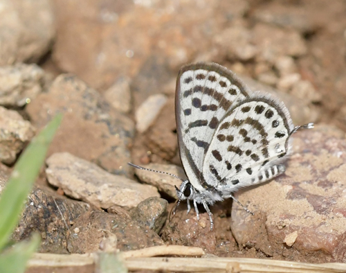 Lille Tigerblfugl, Tarucus balkanicus. Akritochorion, Lake Kerkini, Makedonien, Grkenland d. 7 juni 2023. Fotograf; John Vergo