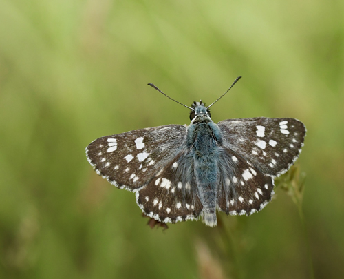 Stor Mosaikbredpande, Muschampia tessellum. Drosaton, Makedonien Grkenland d 8 juni 2023. Fotograf; John Vergo