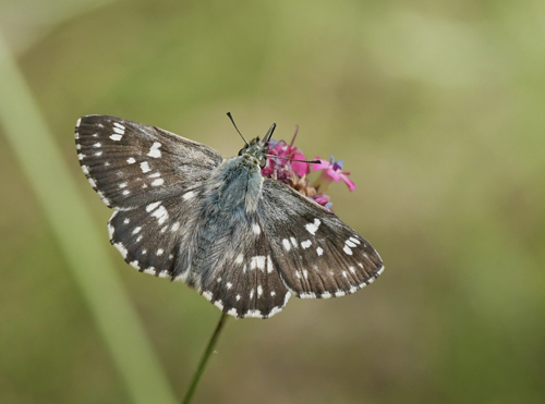 Stor Mosaikbredpande, Muschampia tessellum. Drosaton, Makedonien Grkenland d 8 juni 2023. Fotograf; John Vergo