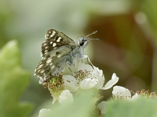 Stor Mosaikbredpande, Muschampia tessellum. Drosaton, Makedonien Grkenland d 8 juni 2023. Fotograf; John Vergo