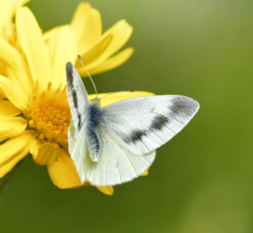 Bjergklsommerfugl, Pieris ergane hun. Lailias Skicenter, Oreini Makedonien Grkenland d. 9 juni 2023. Fotograf; John Vergo