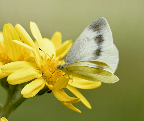 Bjergklsommerfugl, Pieris ergane hun. Lailias Skicenter, Oreini Makedonien Grkenland d. 9 juni 2023. Fotograf; John Vergo