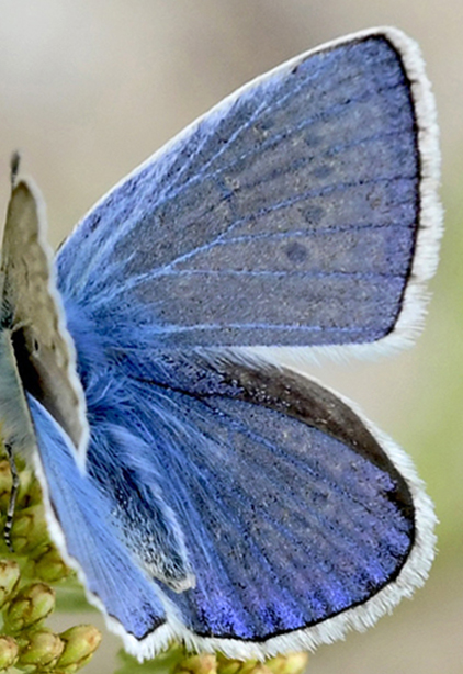 Esparsette Blfugl, Polyommatus thersites han.  Oreini Makedonien Grkenland d. 9 juni 2023. Fotograf: John Vergo