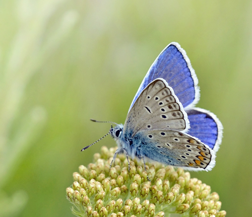 Almindelig Blåfugl, Polyommatus icarus han f. icarinus. Oreini Makedonien Grækenland d. 9 juni 2023. Fotograf: John Vergo